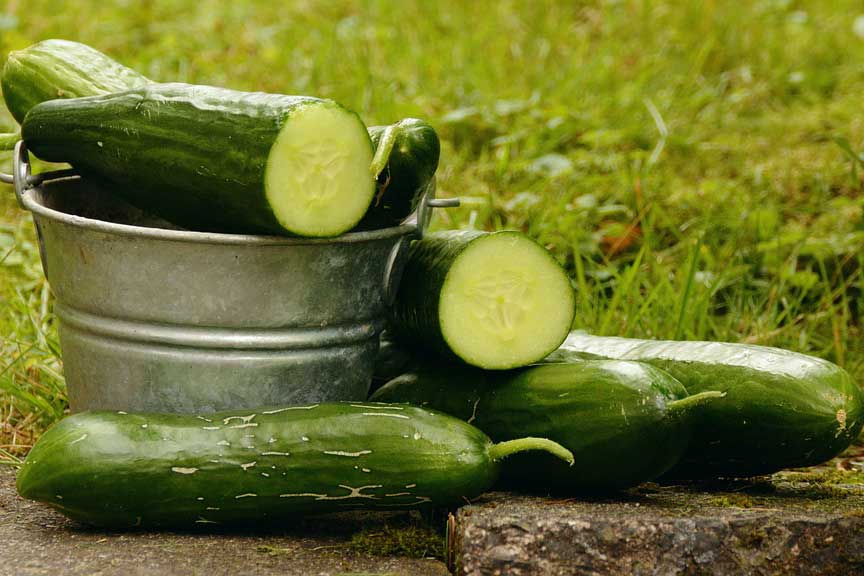 Cucumbers for Pickling